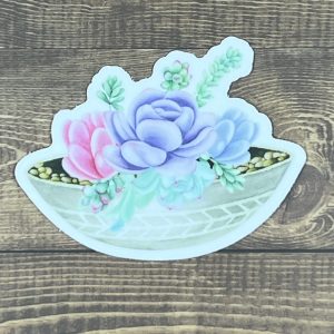 Product Image for Succulent Plant