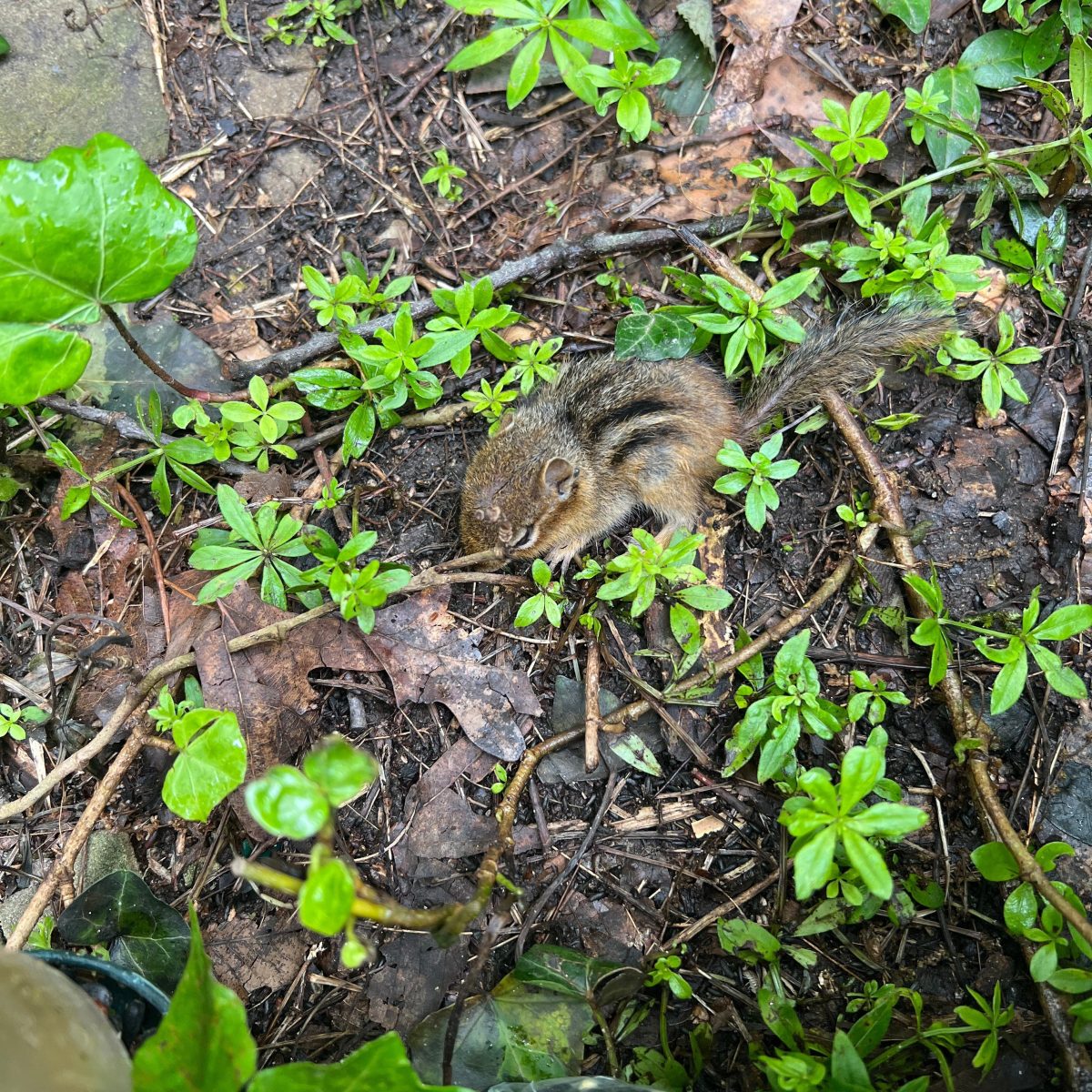 Product Image for Lovers Tarot Card Gold Necklace