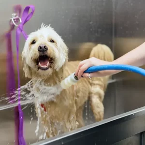 Product Image for Bath and Brush Package