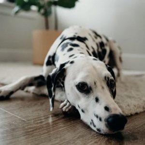 Product Image for Full Service Package